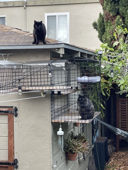 Two black cats on a garage 