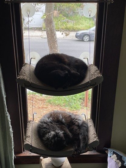 Two black cats in their window hammocks 
