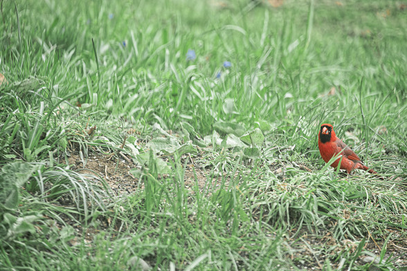 A red male cardinal bird looks small in a sea of grass with some clover and dandilion stems blurry in the distance.  The red bird has seeds on both cheeks that it got from a bird feeder.