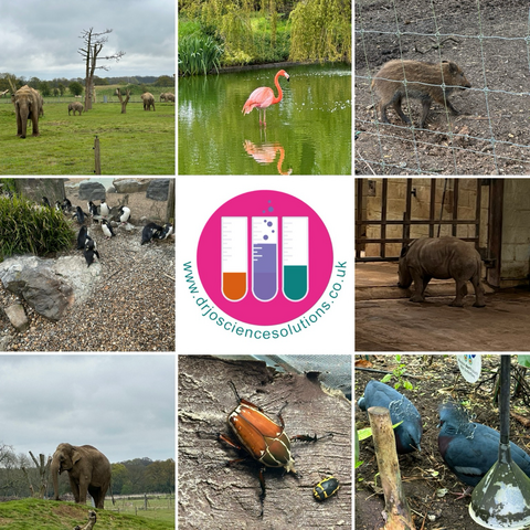 9 square images of animals including elephants, baby rhino, penguins
