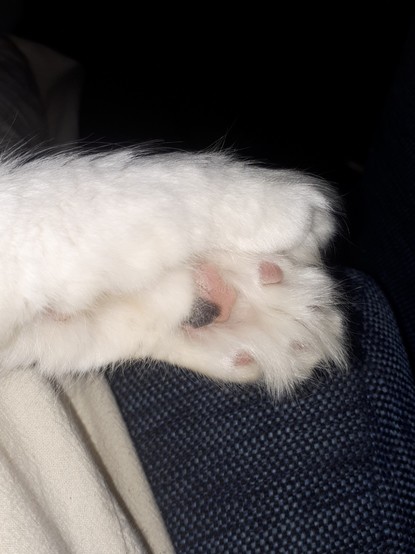 Patas blancas cruzadas en el aire. Se ven algunas almohadillas rosas con pelo largo. La más grande es rosa con una mancha grande oscura.