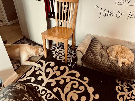 A dog and cat sleep on the floor of a room. There is a chair between them. The dog lays at the doorway, the cat on the prayer dog bed. Above the cat is the graffiti “King of Techno” be wel!