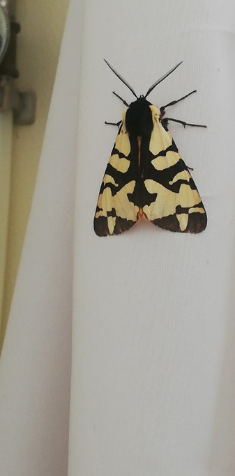 Nachtschwärmer, Falter im Badezimmer. 