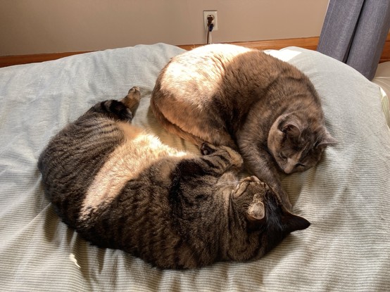 Two cats on a bed with a sunbeam hitting them.