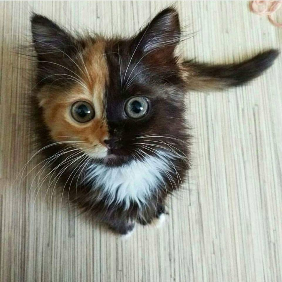 A picture of a kitten who is half black and half brown