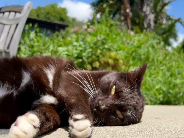 Brown tuxedo cat laying and rolling on a concrete patio warmed by the sun