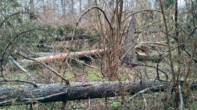Multiple large tree trunks, windfalls, blocking the path