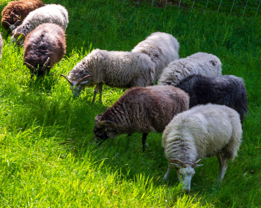 Auf einer noch stark bewachsenden grünen Wiese hat eine größere Gruppe an verschieden farbigen Schafen das "mähen" begonnen.