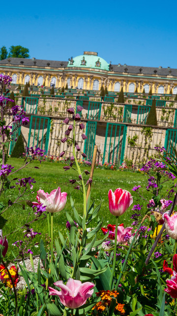 Im Fokus des Bildes befinden sich eine Auswahl von farbenfrohen Blumen. Im Hintergrund befindet sich unter strahlend blauen Himmel das Schloss Sanssouci.