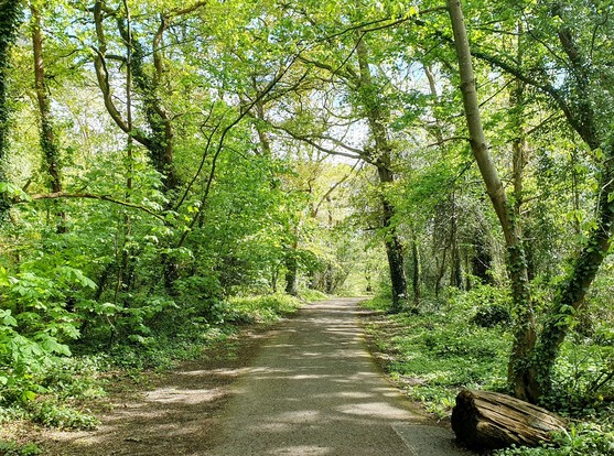 A woodland path in dappled sunlight leads off into the distance, framed by trees with newly-emerged leaves 