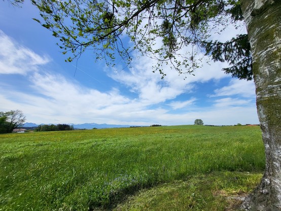 A serene and picturesque scene of a large grassy field filled with lush green vegetation and dotted with tall trees under a clear blue sky. The field stretches out into the distance, creating a peaceful and tranquil setting. The dominant colors in the image are green and white, with the accent color being a deep blue. The image captures the essence of a beautiful outdoor landscape, with a mix of meadows, trees, and open sky. The overall composition is harmonious and inviting, evoking feelings o…