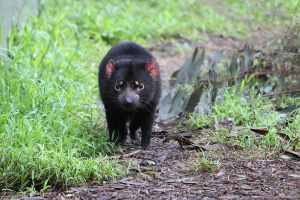 Photo of a Tasmanian devil facing towards camera. The white marks above it’s eyes gives it a look of anxiousness. With it’s cute pink/red ears makes you want to round forward and scoop them up in an embrace of loving kindness. However, being the shy little critter they are, appreciate you not doing that.