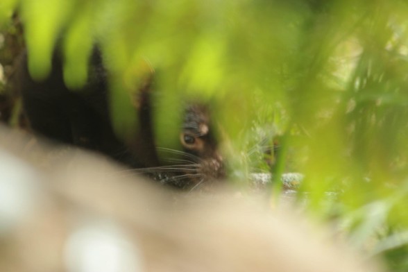 A smol Tasmanian devil hiding in the undergrowth. In the centre of screen one can just make out its eye and whiskers, perfectly framed by some green foliage above.