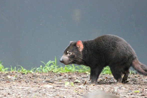 Tasmanian devil standing facing to the right. They have a white mark above their right eye, just left of centre. Their fat tail is a little red where there is some missing fur.