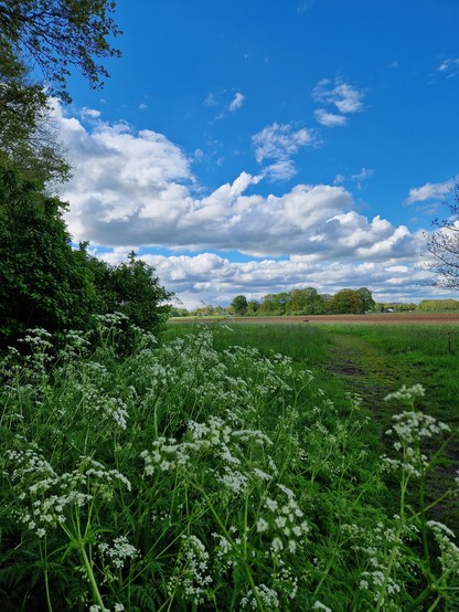 Buitengebied van Almen met bloeiend fluitekruid en een blauwe lucht met wolken.