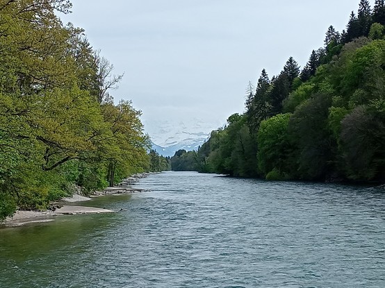 Auf der Brücke über der Aare. Links und rechts Bäume. Der Himmel ist getrübt.