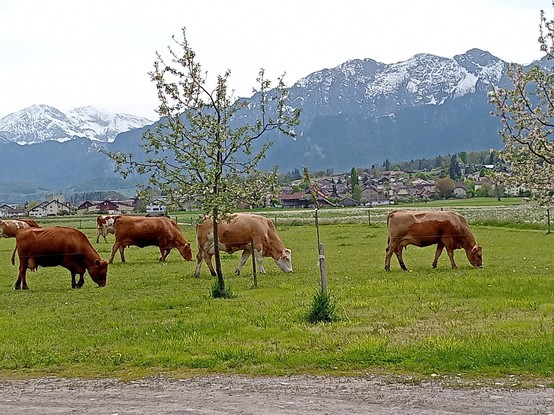 Kühe auf der Weide zwischen jungen Bäumen. Dahinter ein Teil der Stockhorn-Kette und weiterer Berge des Berner Oberlands. Der Himmel ist weisslich trüb.