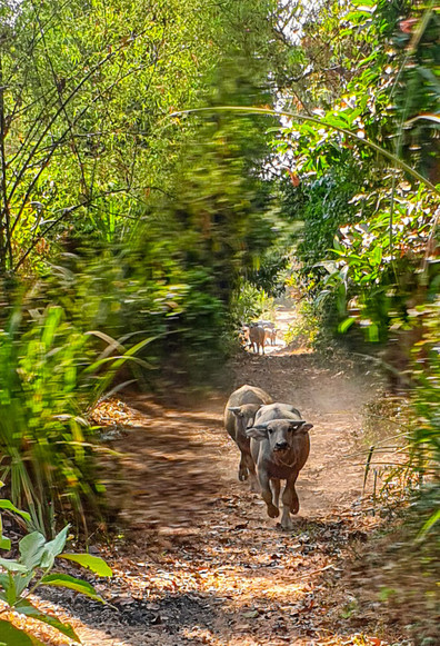 Photo shows two young Water buffalo calves running in a dirt track flanked by green trees, grass and bushes towards the photographer. It is sunny and dusty. In an opening in the forrest far back along the track a couple of other livestock is watching.