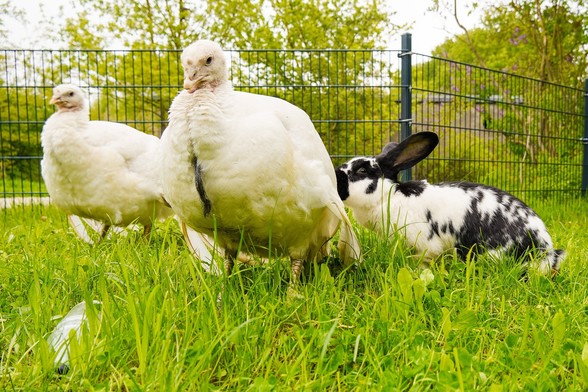 Die Puten Amelie & Cleo neben Kaninchen Norma, die sie beschnuppert