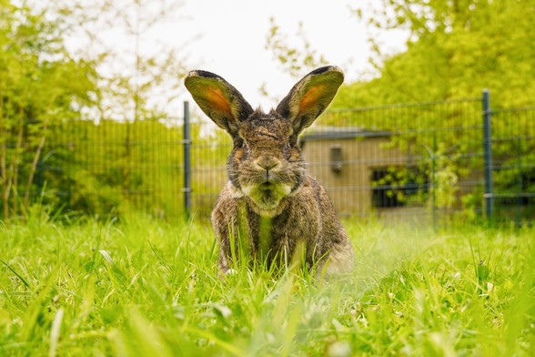 Kaninchen Walter sitzt im Gras und schaut frontal in die Kamera