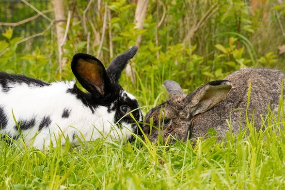 Die Kaninchen Norma und Walter stehen sich mit gesenkten Köpfen gegenüber und sind im Profil zu sehen