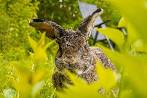 Kaninchen Walter sitzt im Gras und schaut in die Kamera