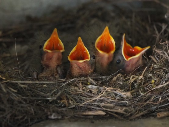 Cuatro polluelos de lavandera boyera están en su nido, con su boca naranja abierta, esperando el alimento de sus padres