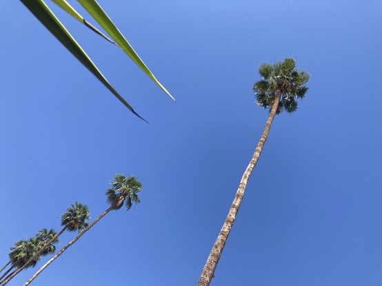 A photo of a blue sky with some trees.