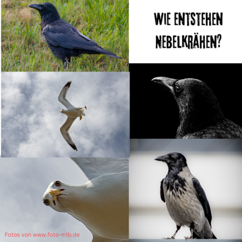 Wie entstehen Nebelkrähen