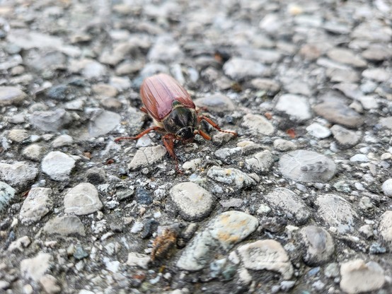 A close-up image of a bug on the ground. The bug appears to be a beetle, with a grey and white coloration. The beetle is situated on a textured surface, possibly a rock or the ground outdoors. The image is not in black and white and the dominant colors are grey and white. The bug is invertebrate and belongs to the insect category. It is a small arthropod, possibly a pest or parasite. The image is highly focused on the beetle, with no other objects or faces visible in the frame. The overall comp…