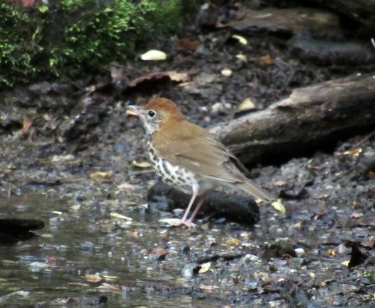 A bird on the ground near water with a mossy rock in the background. The bird has a rusty red head, a brownish back, white breast with black or very dark brown spots, and pink legs.