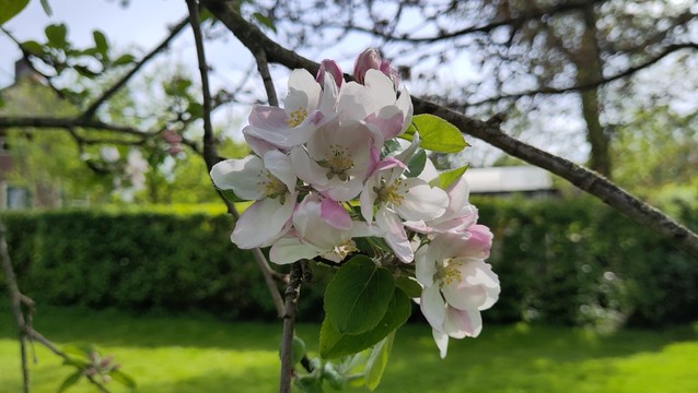 Blossoms of an Apple tree