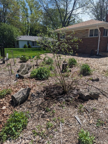 Red-osier dogwood freshly pruned and planted in a native plant rain garden. It is the tallest of the surrounding plants, as the others are only 1-2 years old. The dogwood is about 5 feet tall.