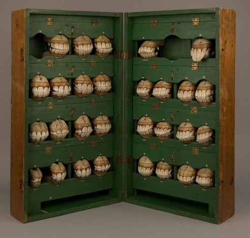 Maletín de madera con dentaduras de caballo clasificadas en cuatro filas.