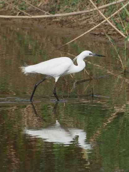 Una garceta común , que luce un plumaje blanco míveo, camina por un humedal y su figura se refleja en el agua.