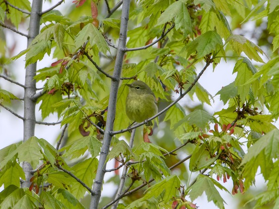 An Orange-crowned Warbler -- a little bird with olivy green-yellow plumage -- is up in a tree, blending in super well with the foliage