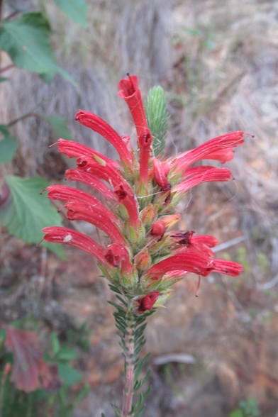 A photo of a flower consisting of red trumpet shaped florrets