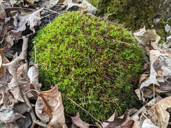 A round lump of green and brown moss sits on the forest floor.