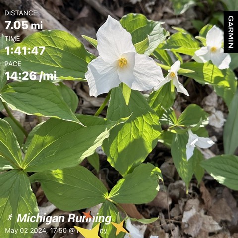 Photo is of a white trillium in full bloom with sun and shadows on the petals and leaves. Overlaid on the photo are running stats. 

Distance: 7.05 miles
Time: 1 hour 41 minutes and 47 second 
Pace: 14 minutes 26 seconds per mile 