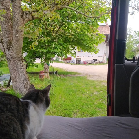 Eine grau-weiße Katze sitze mit dem Rücken zur Kamera auf einer Matratze und schaut in einen Hof mit großen Bäumen. An der rechten Seite ist ein Stück einer offenen Auto-Schiebetür zu sehen. 