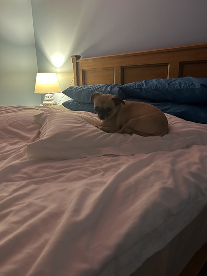 Fawn Chihuahua on a large bed sitting on a white pillow