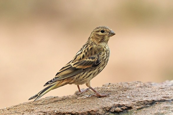 Hembra de verdecillo (Serinus serinus). Foto: Charles J. Sharp en Wikipedia ( https://commons.wikimedia.org/wiki/File:European_serin_(Serinus_serinus)_female.jpg )