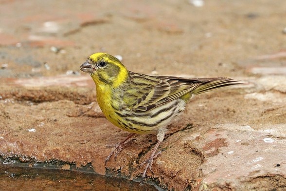 Macho de verdecillo (Serinus serinus). Foto: Charles J. Sharp en Wikipedia ( https://commons.wikimedia.org/wiki/File:European_serin_(Serinus_serinus)_male.jpg )