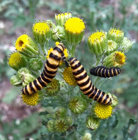 de zwartgele rupsen op de bloemetjes van sintjacobskruiskruid. Weer veel te zien , hoop ik. Geduld..