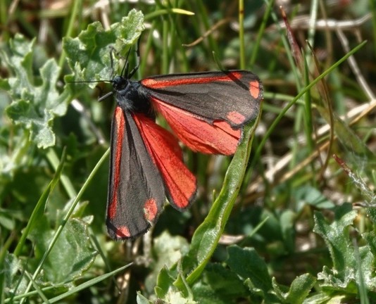 De mooie zwartrode vlinder , zittend op de grond in het groen