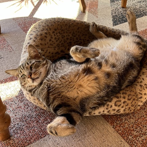 Tabby Hobbes in his cat basket, which has leopard spots, closely resembling his spotted belly which he’s showing off being twisted into a pretzel (as he does).