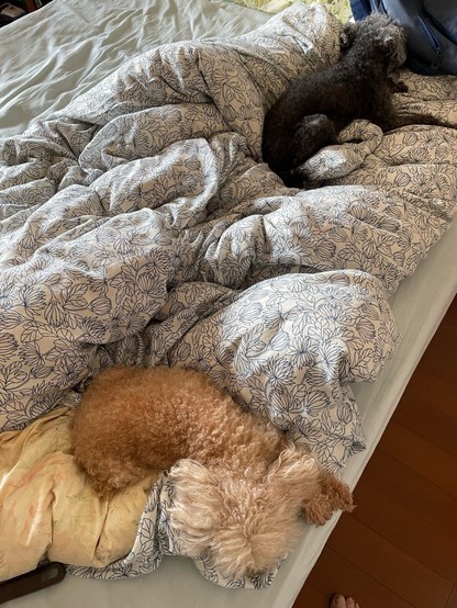 A small black toy poodle and tiny light brown toy poodle lying among the covers on a messy human bed. They are in an extremely vigilant state of unconsciousness.