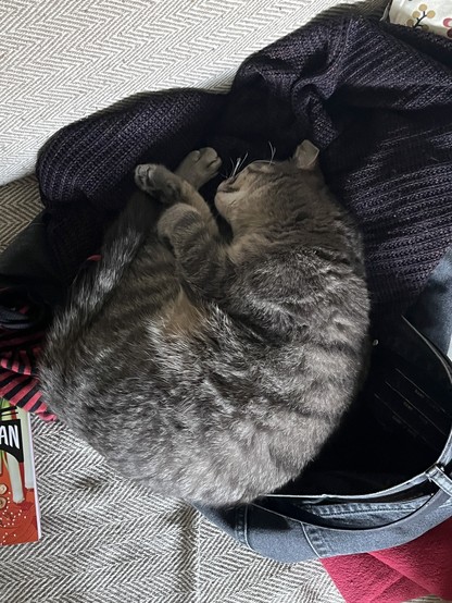 Eine graue Katze liegt auf einer Jeans und einem Pullover und schläft.