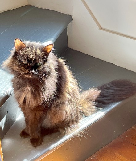 A long haired senior tortie cat is sitting up on the bottom stair of a gray/blue staircase. She is covered in sun from a window you can’t see. Her ears are lit up and she has bands of blonde fur mixed in with her copper, and dark brown fur.
