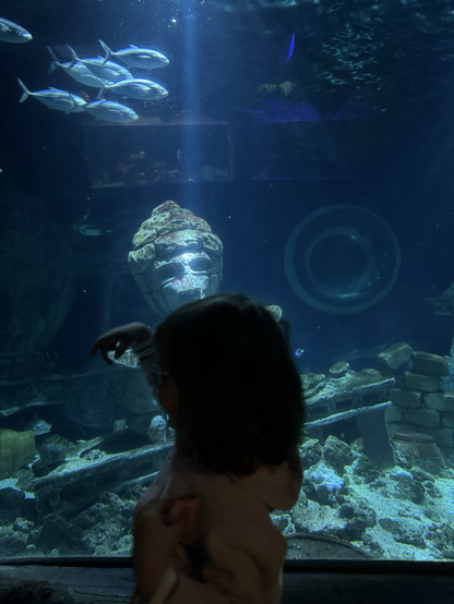 Young child at the aquarium on the lookout for sharks
